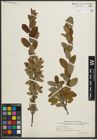 Foto von Salix myrtilloides L.